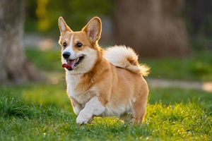 image of a corgi in the grass